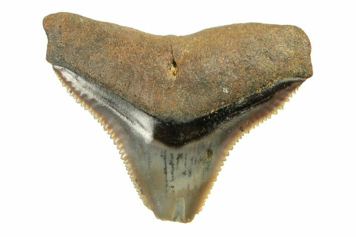 Fossil Bull Shark Tooth (Carcharhinus) - Angola #259477